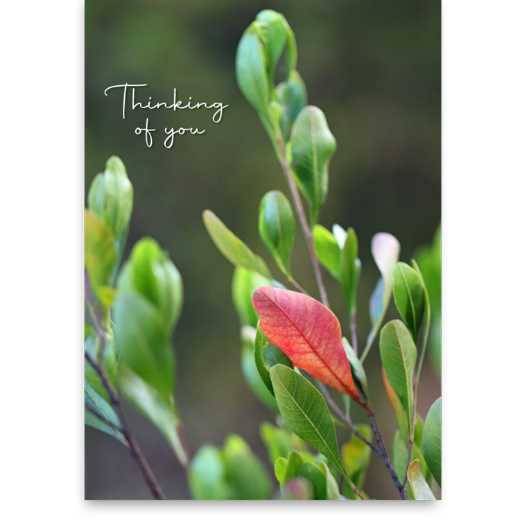 ʻAʻaliʻi - "Thinking of You" Greeting Card