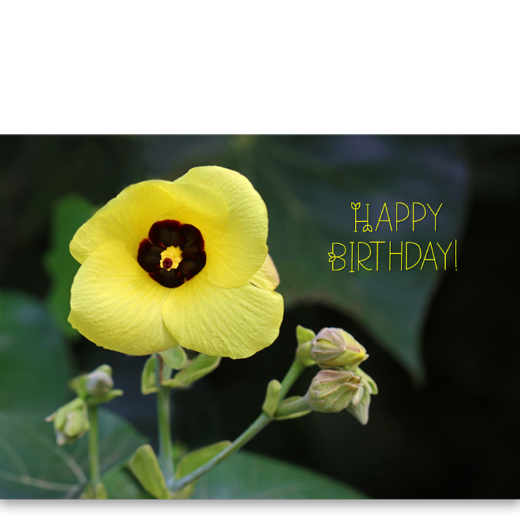 Pop-Up Mākeke - Alohi Images Maui - Hau - &quot;Happy Birthday&quot; Greeting Card - Front View