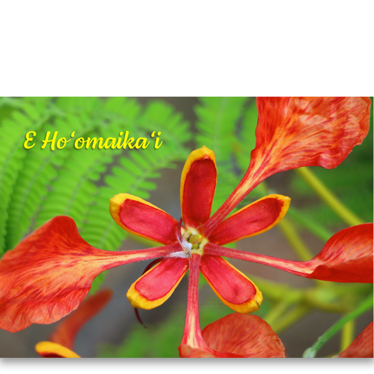 Pop-Up Mākeke - Alohi Images Maui - Royal Poinciana - "Congratulations" Greeting Card - Front View