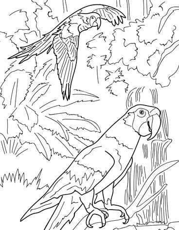 Pop-Up Mākeke - Advance Wildlife Education - Endangered Species Educational Coloring Book - Coloring Page