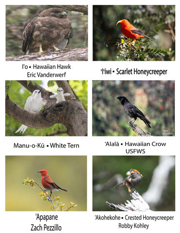 Pop-Up Mākeke - Advance Wildlife Education - Hawaiian Ma Uka Mountain Wildlife Educational Coloring Book - Photos