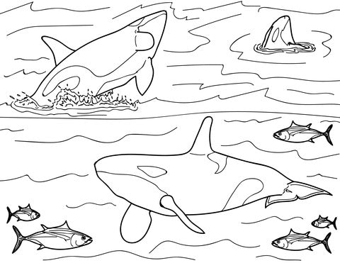 Pop-Up Mākeke - Advance Wildlife Education - Marine Mammals Wildlife Educational Coloring Book - Coloring Page