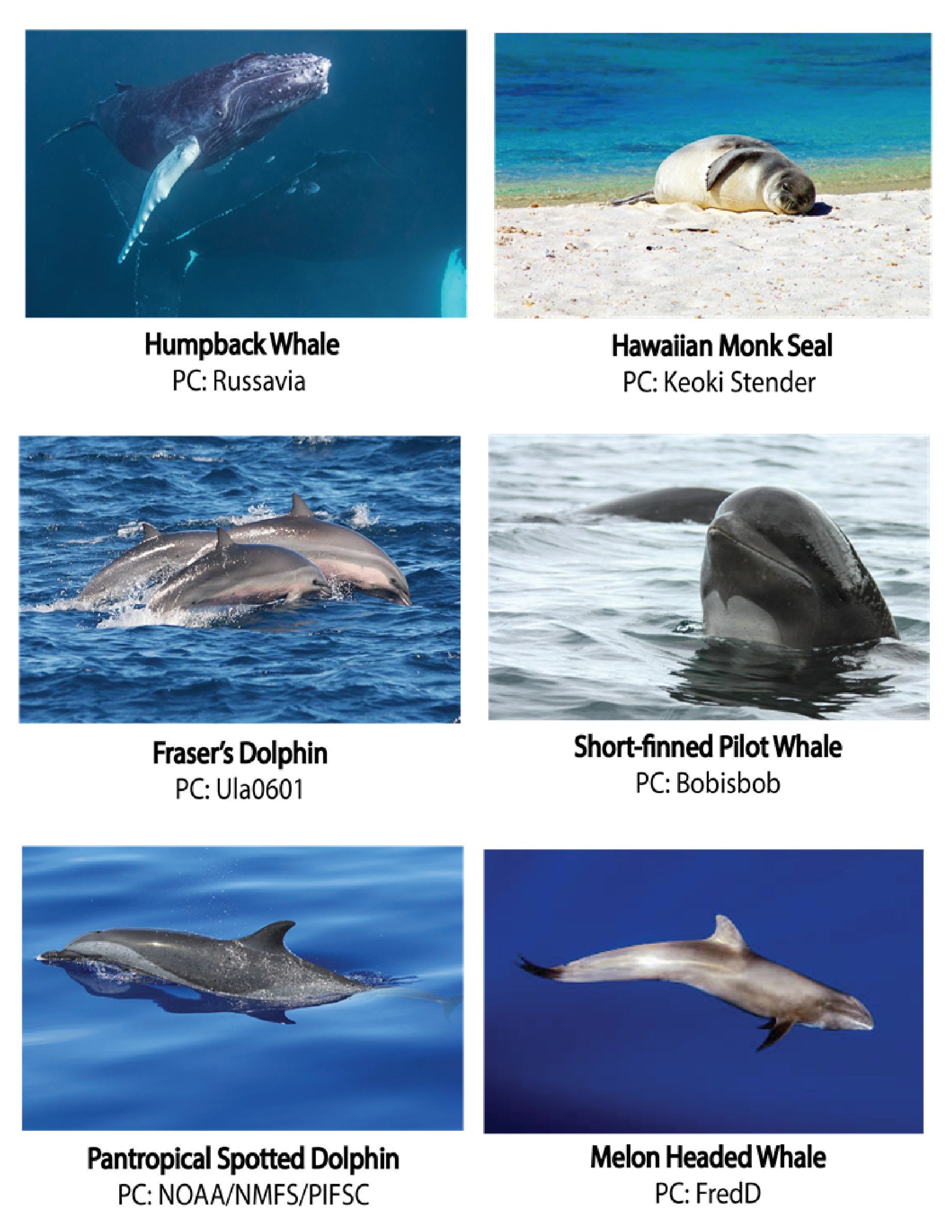 Pop-Up Mākeke - Advance Wildlife Education - Marine Mammals Wildlife Educational Coloring Book - Photos