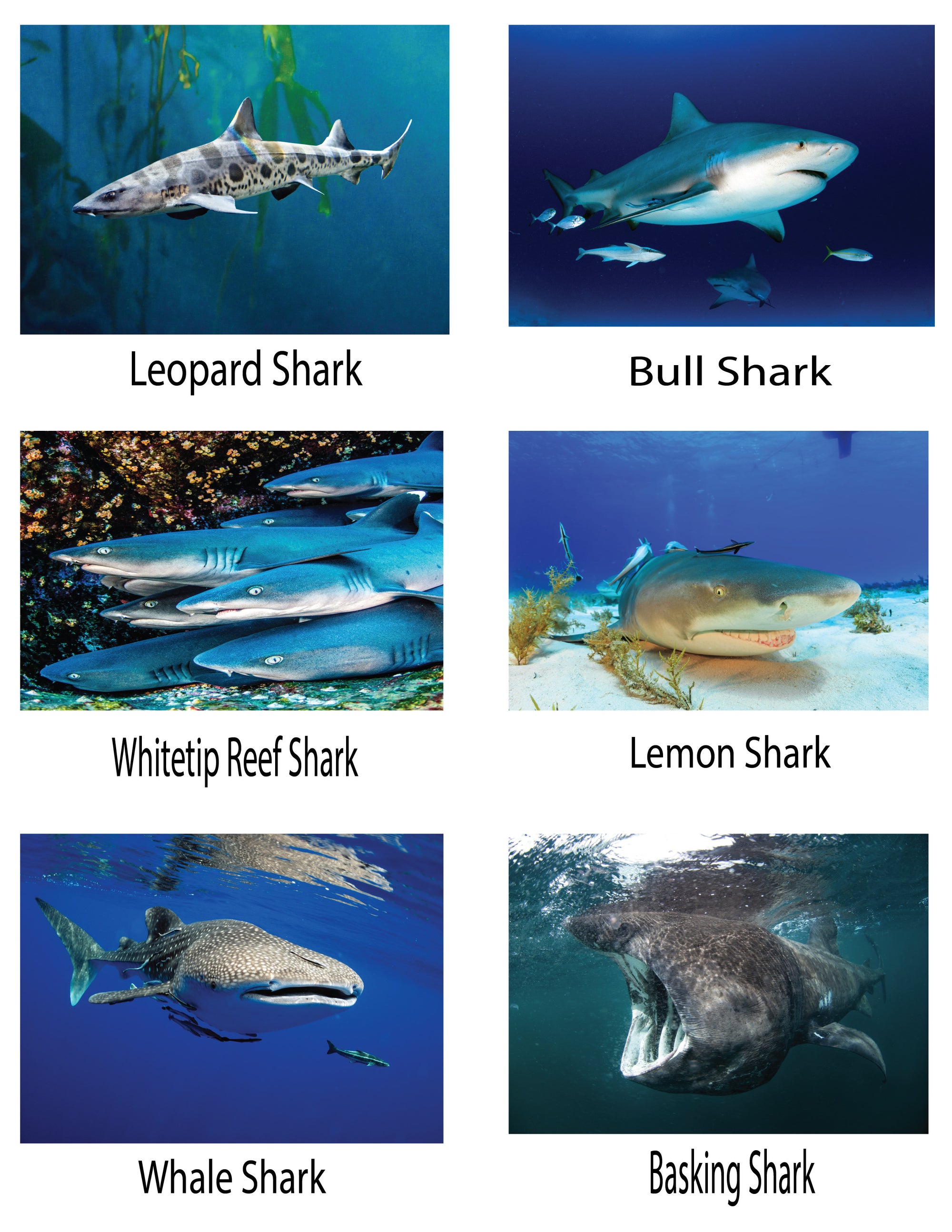 Pop-Up Mākeke - Advance Wildlife Education - Sharks and Rays Wildlife Educational Coloring Book - Photos