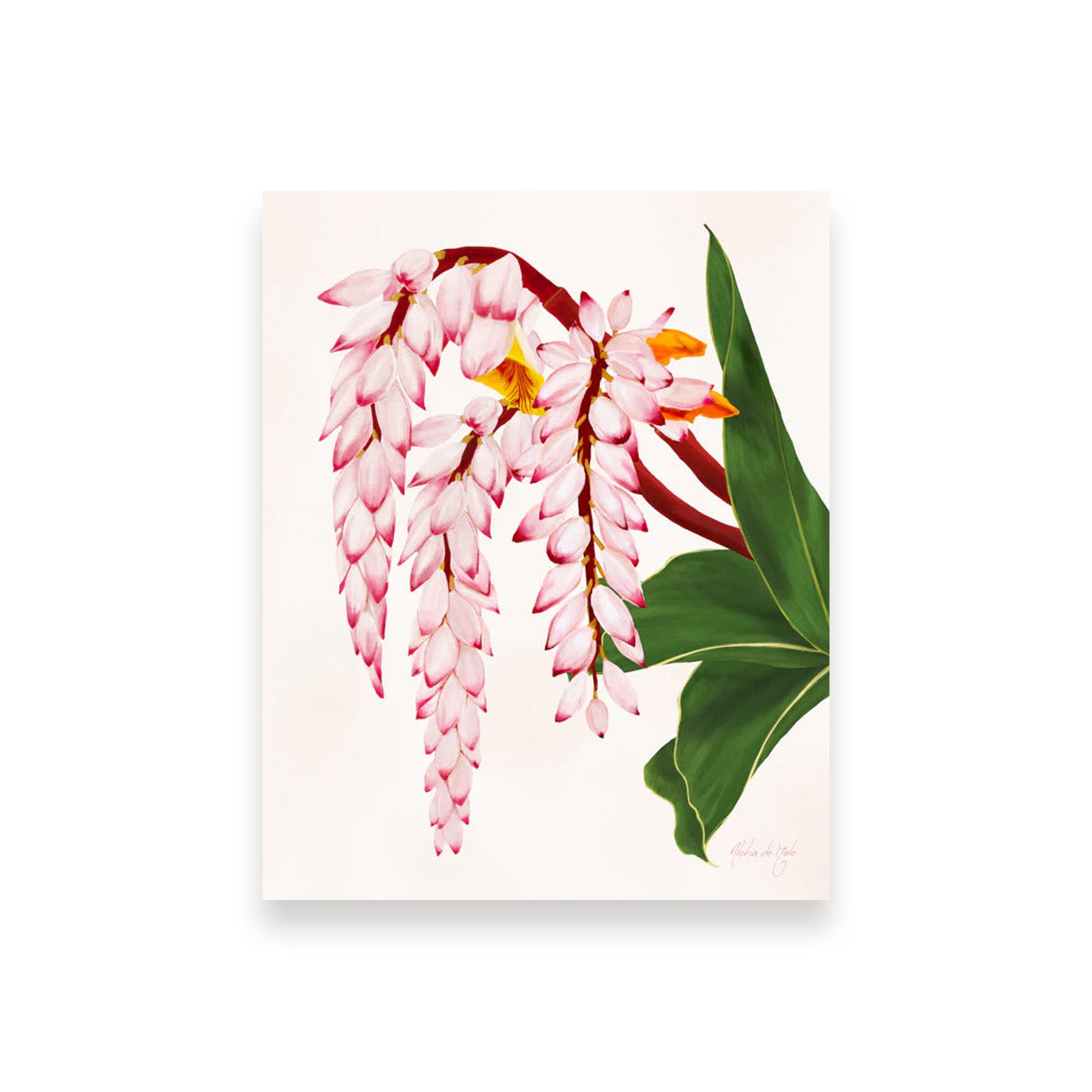 Pop-Up Mākeke - Aloha de Mele - Shell Ginger - 5x7 Art Print in 8x10 Mat