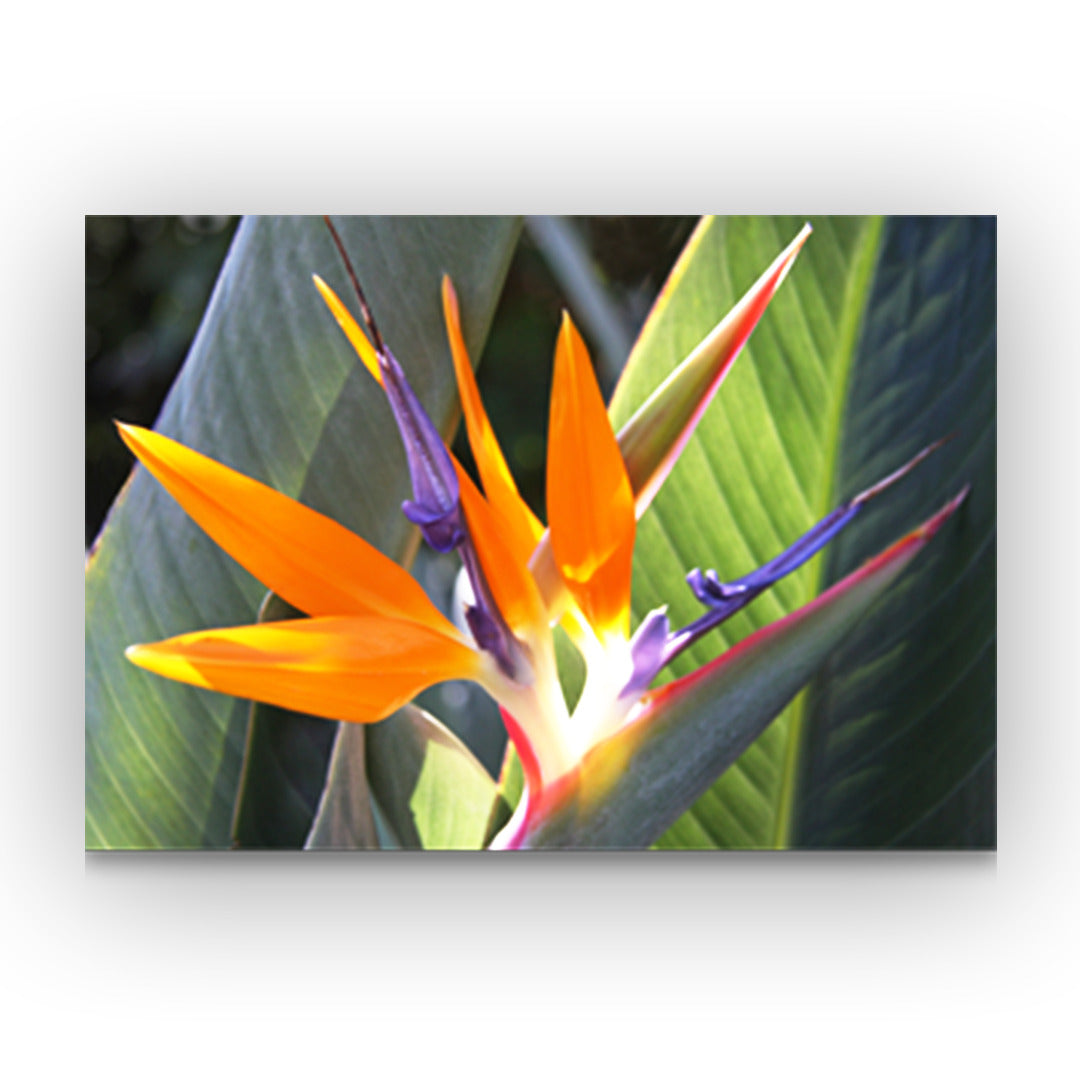 Pop-Up Mākeke - Alohi Images Maui - Birds of Paradise Blank Notecard