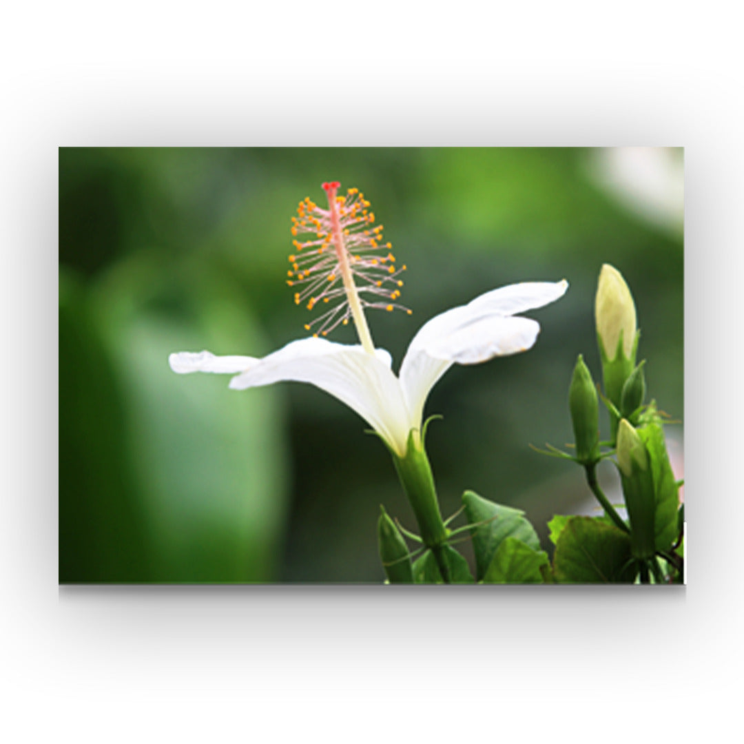 Pop-Up Mākeke - Alohi Images Maui - Koki‘o ke‘oke‘o (White Hibiscus) Blank Notecard
