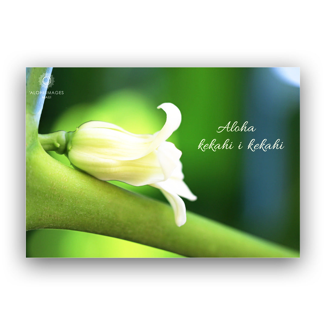 Pop-Up Mākeke - Alohi Images Maui - Love One Another Wedding &amp; Anniversary Greeting Card - Pua Hē‘ī