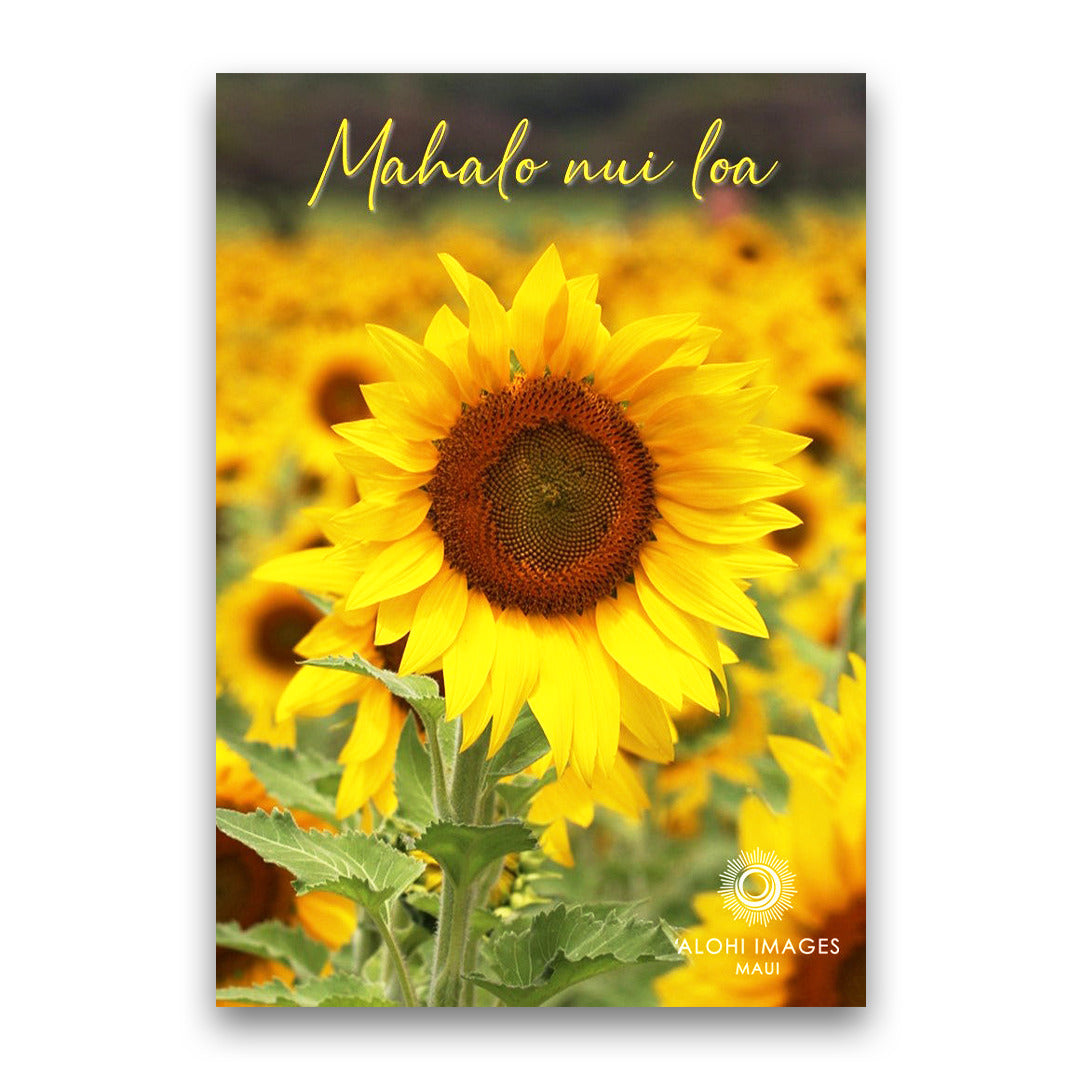 Pop-Up Mākeke - Alohi Images Maui - Mahalo (Thank You) Blank Notecards Set - Sunflower