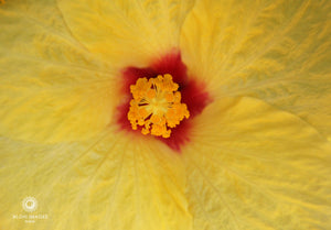 Pop-Up Mākeke - Alohi Images Maui - ‘Alohi Variety Notecard Set - Yellow Hibiscus