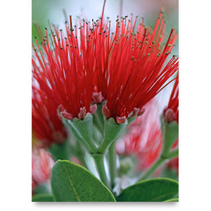 Pop-Up Mākeke - Alohi Images Maui - ‘Ōhi‘a lehua III (Bloom) Blank Notecard