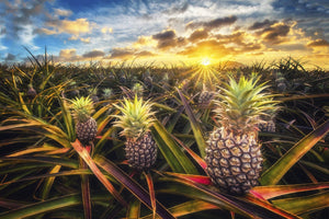 Pop-Up Mākeke - Hawaii Premier Puzzles - Pineapple Field Puzzle - Oahu, Hawaii 1000-Piece Puzzle