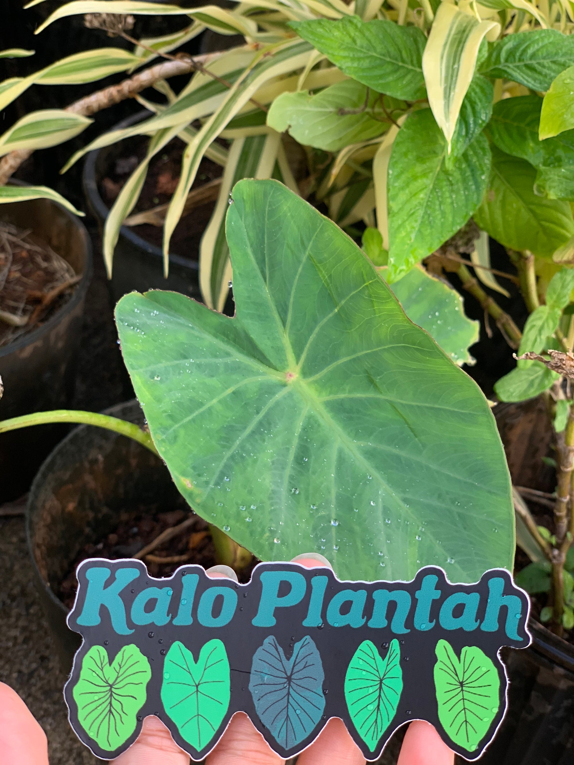 Kalo Plantah Sticker
