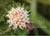 Mele Kalikimaka Card Set - Pincushion Protea
