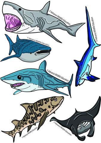 Pop-Up Mākeke - Advance Wildlife Education - Shark &amp; Ray Sticker Sheet