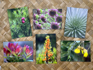 Pop-Up Mākeke - Alohi Images Maui - Haleakala Variety Blank Notecards Set