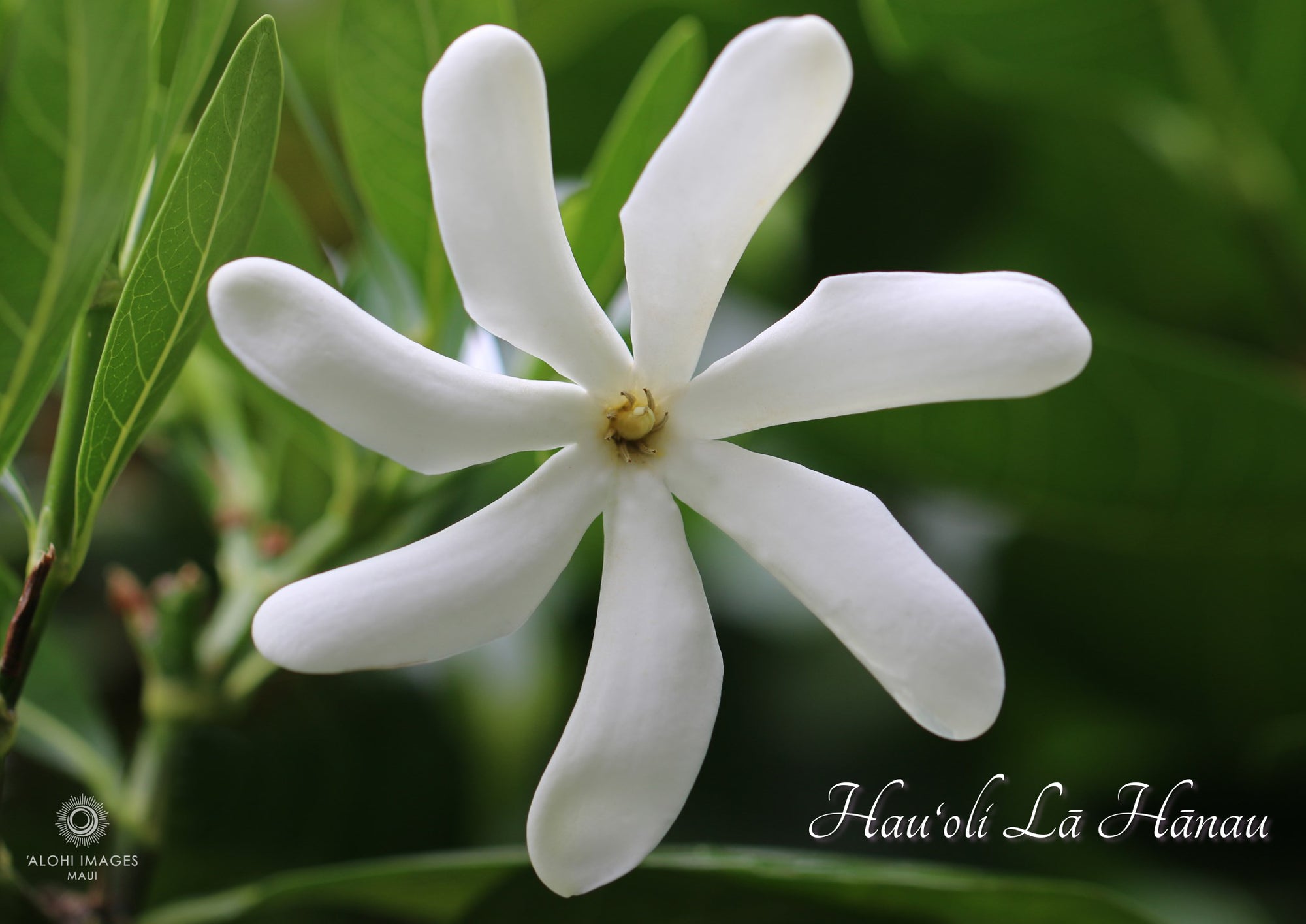 Pop-Up Mākeke - Alohi Images Maui - Hau‘oli Lā Hānau (Happy Birthday) Blank Greeting Card - Tahitian Gardenia