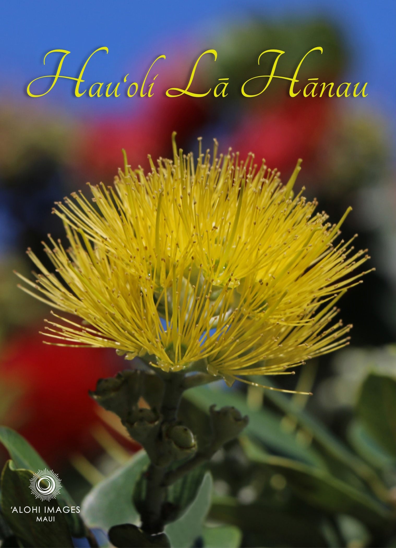 Pop-Up Mākeke - Alohi Images Maui - Hau‘oli Lā Hānau (Happy Birthday) Greeting Card - ‘Ōhi‘a mamo