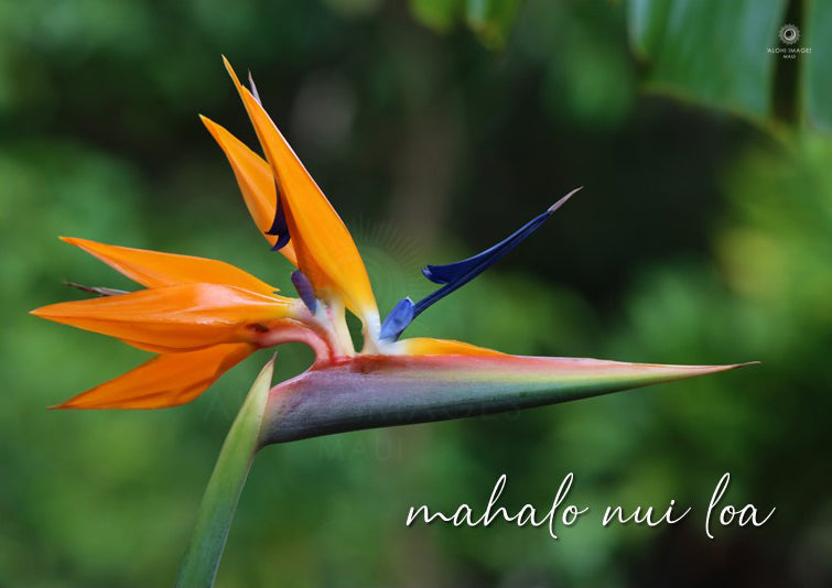 Pop-Up Mākeke - Alohi Images Maui - Mahalo (Thank You) Blank Notecards Set - Bird of Paradise