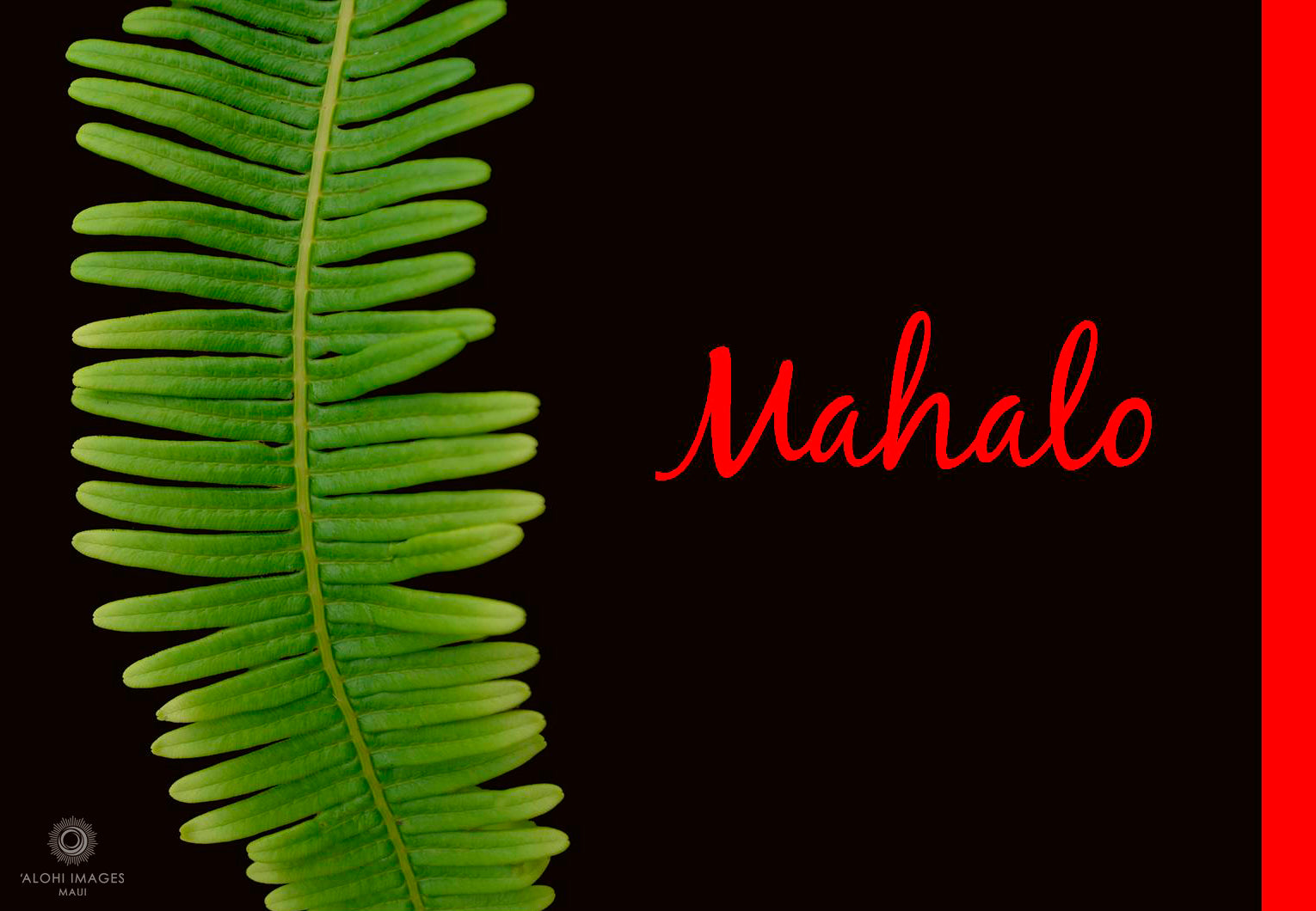 Pop-Up Mākeke - Alohi Images Maui - Mahalo (Thank You) Blank Notecards Set - Kupukupu